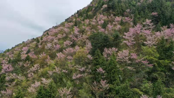 【原创】重庆巫山：漫山遍野野生紫荆花竞相绽放_fororder_图片1