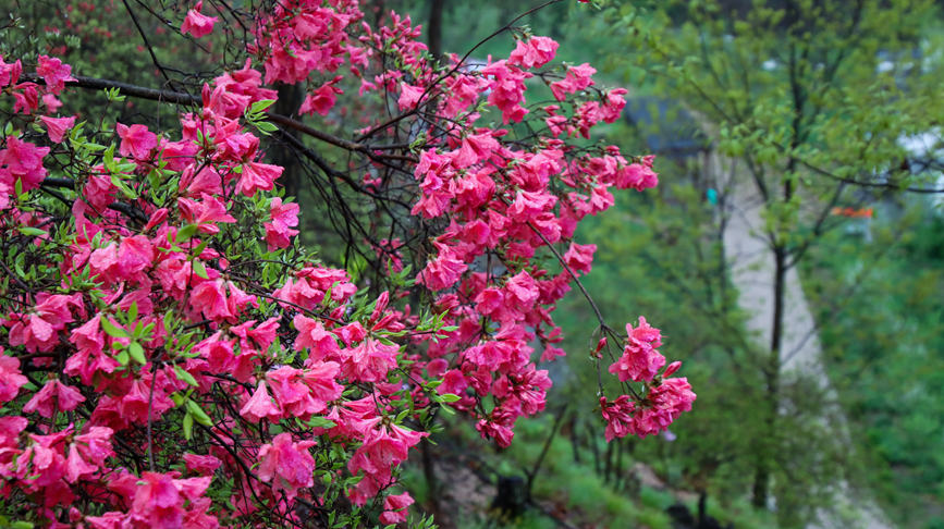 洛阳汝阳：杜鹃花开映山红