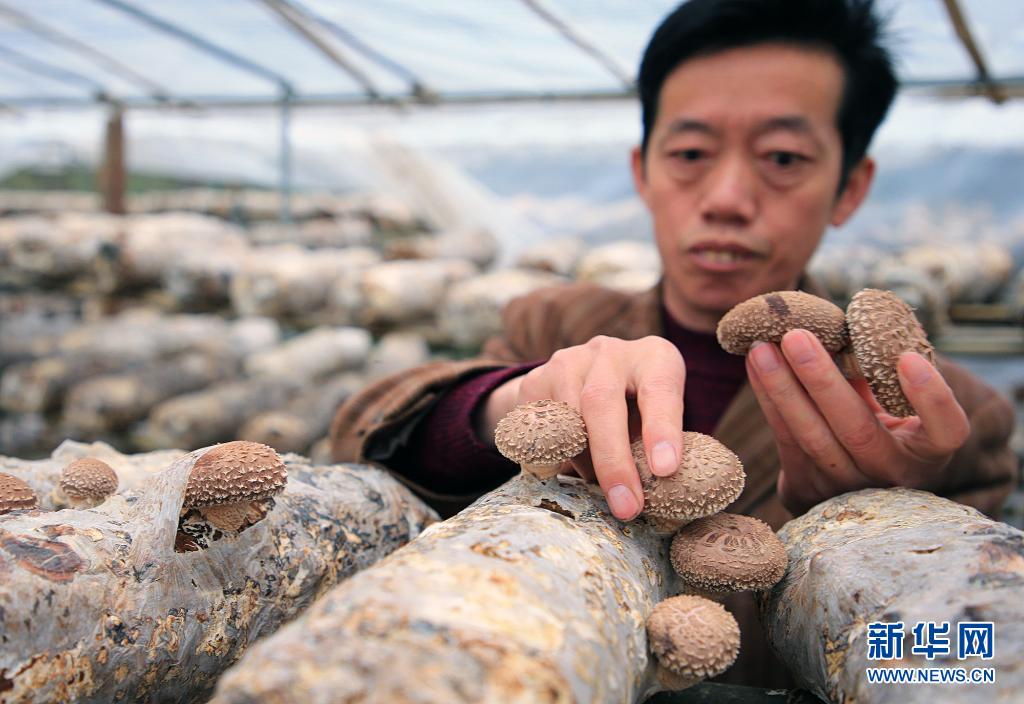 湖北竹溪：小香菇建成大产业