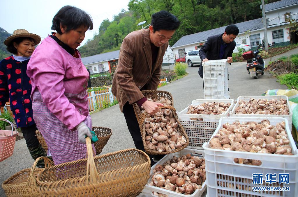 湖北竹溪：小香菇建成大产业