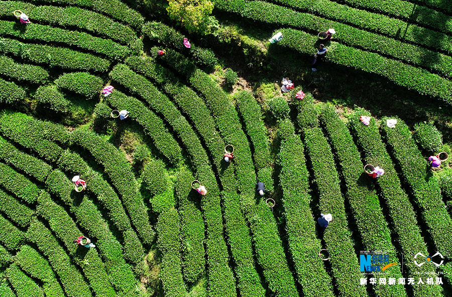 重庆：无人机航拍重庆酉阳3000余亩高山乌龙茶开采