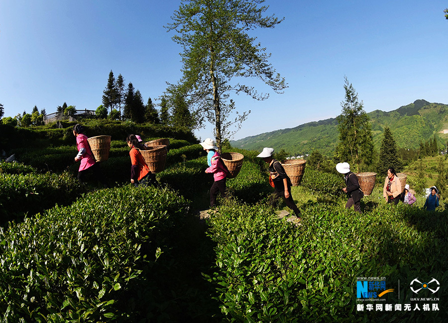 重庆：无人机航拍重庆酉阳3000余亩高山乌龙茶开采