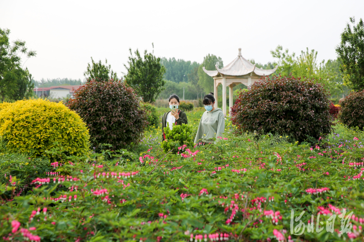 河北晋州：“花为媒”助力乡村振兴