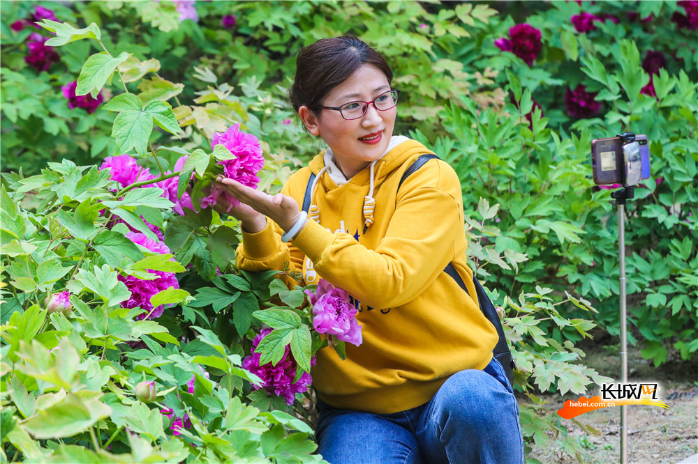 石家庄：牡丹花开绽芳华