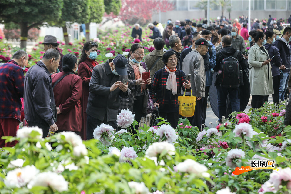 石家庄：牡丹花开绽芳华