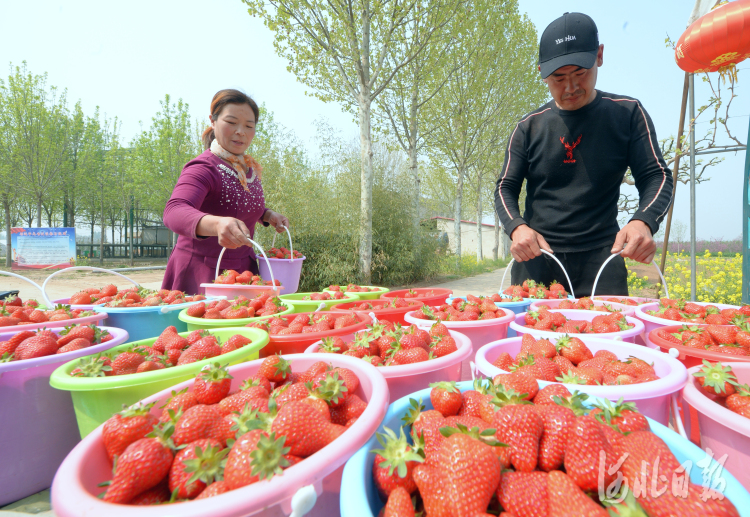 河北成安：蔬菜种植 促农增收