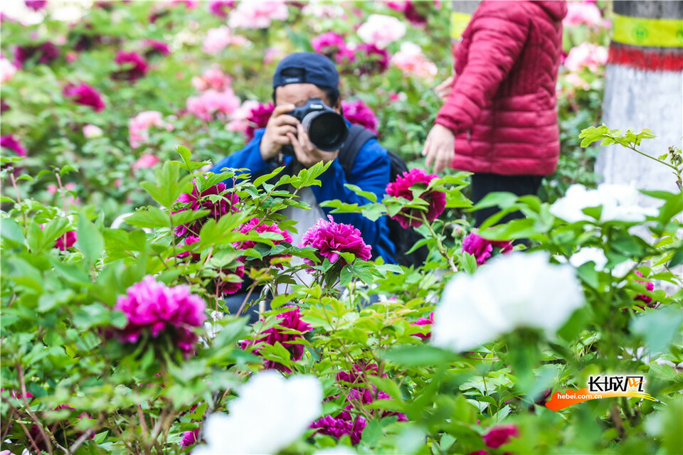 石家庄：牡丹花开绽芳华