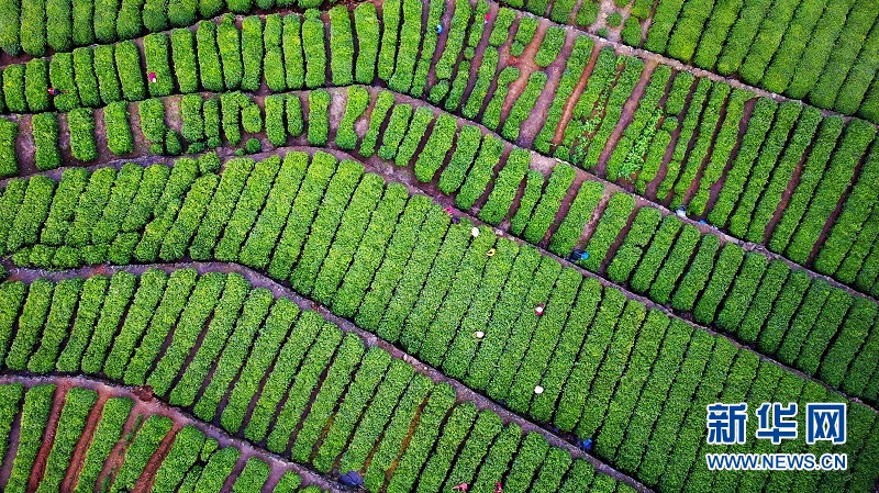 “明前茶”飘香 茶农采茶忙