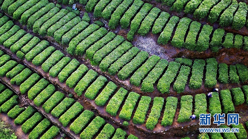 “明前茶”飘香 茶农采茶忙