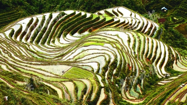 （旅游）加勉梯田 风景如画