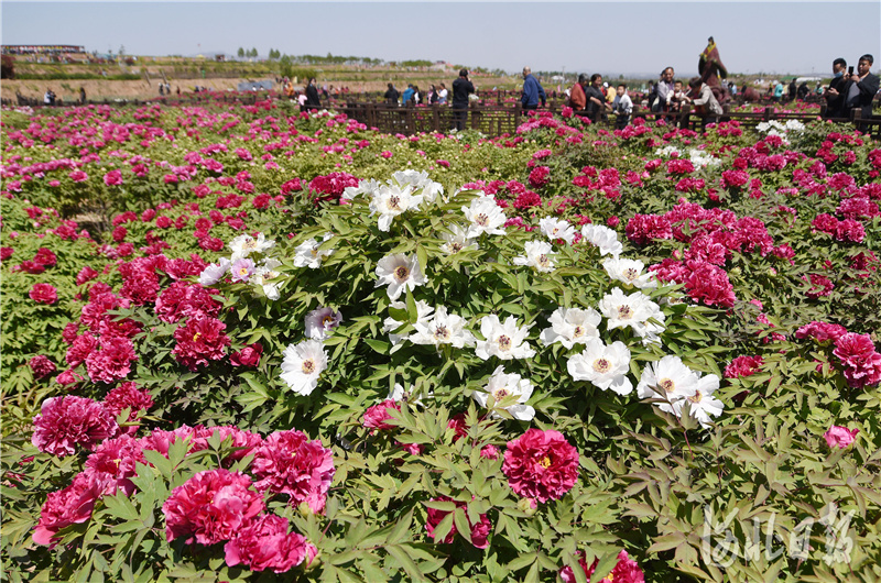 河北邯郸：“赏花经济”助力乡村振兴