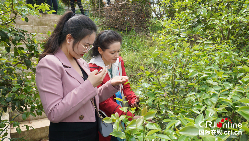 中外网红在信阳：赴一场茶香之旅 看“小茶叶”如何托起“大产业”_fororder_图片4