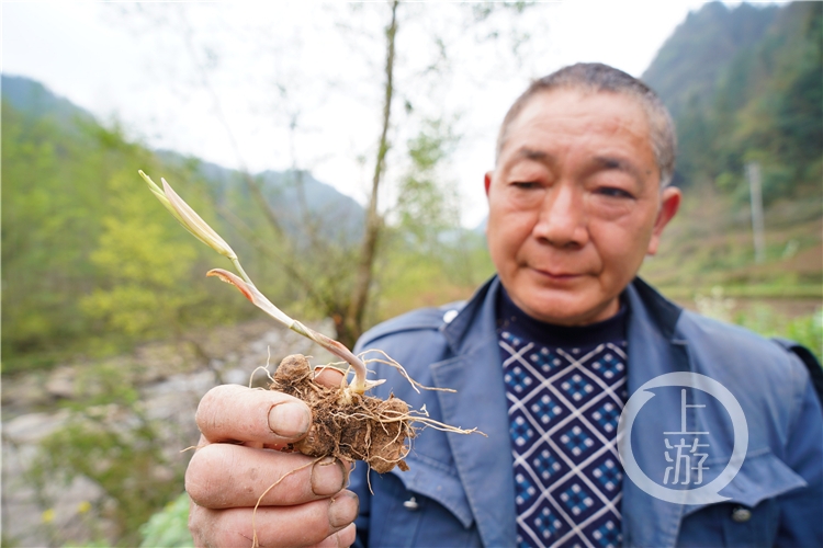 脱贫攻坚十八般武艺1丨中益乡的“黄精时代”