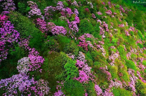 【河南供稿】平顶山市鲁山县首届杜鹃花节将于4月18日开幕