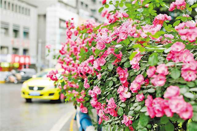 【城市远洋带图】月季花墙成美景