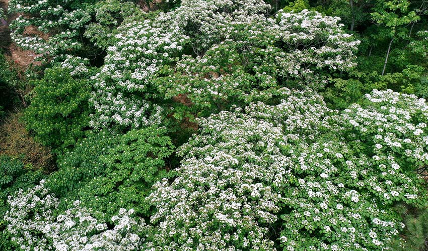 广西横县：四月芳菲油桐花开