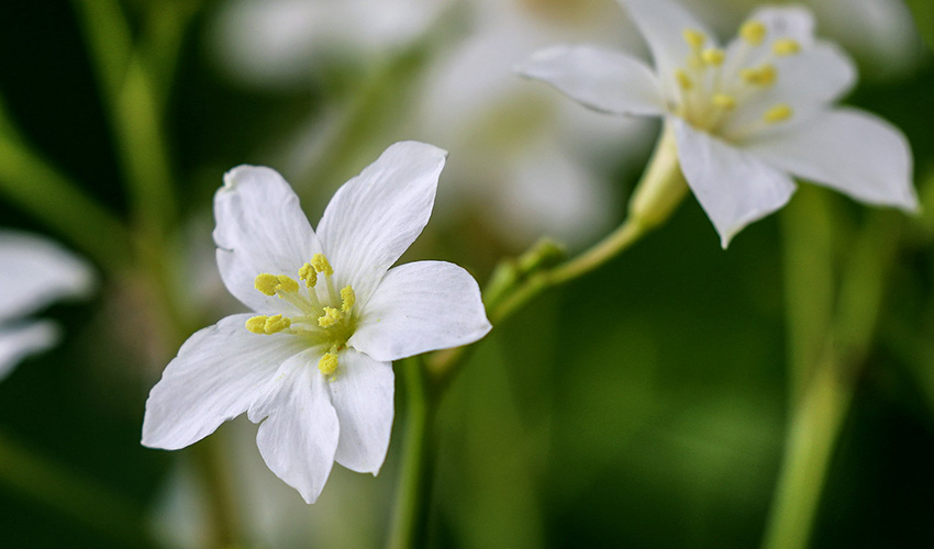 广西横县：四月芳菲油桐花开