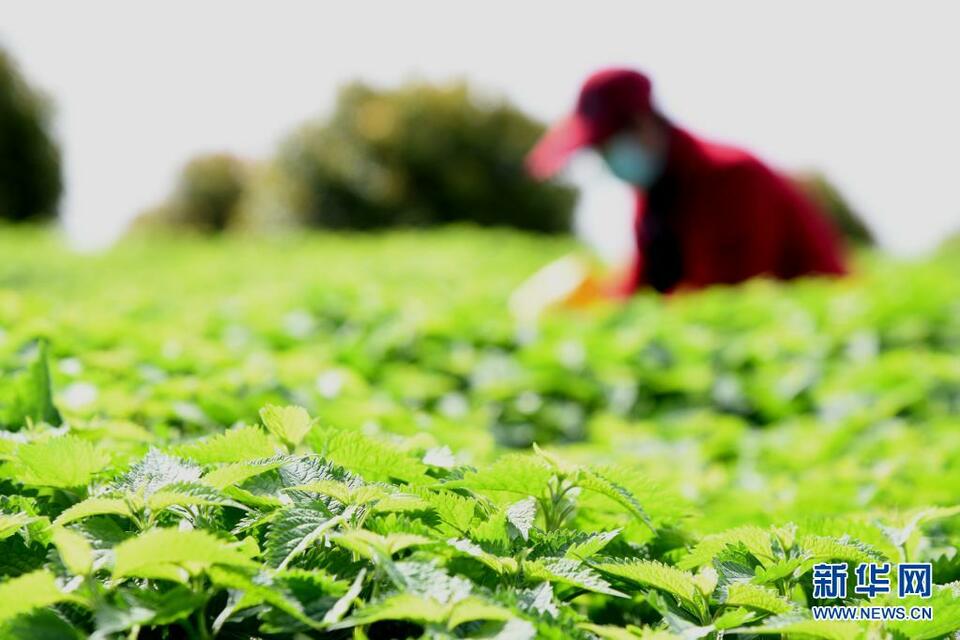 河南济源：冬凌草种植助农增收