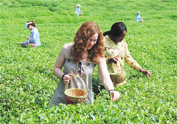 湖北英山万亩茶海变身网红打卡地_fororder_02