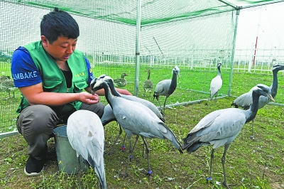 “世界飞行者大会”十七只候鸟将与动力伞一起表演飞翔