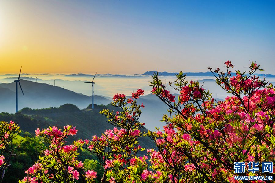 信阳新县：莫道春不在 杜鹃花已开