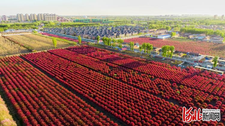 河北大厂：花林树海春光美