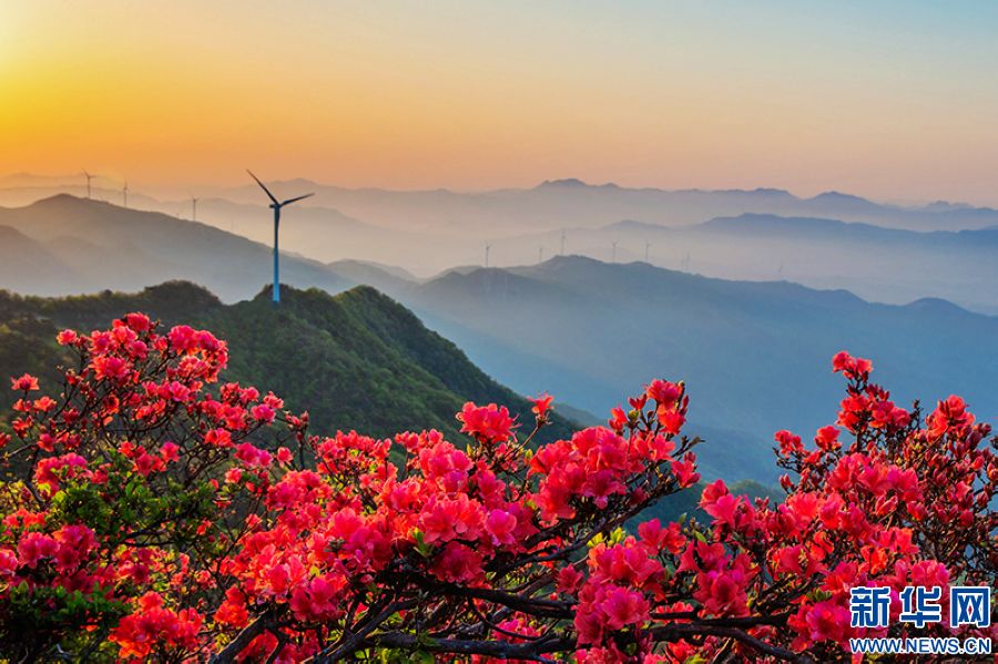 信阳新县：莫道春不在 杜鹃花已开