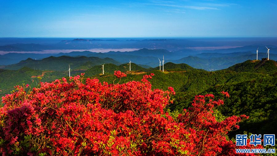 信阳新县：莫道春不在 杜鹃花已开