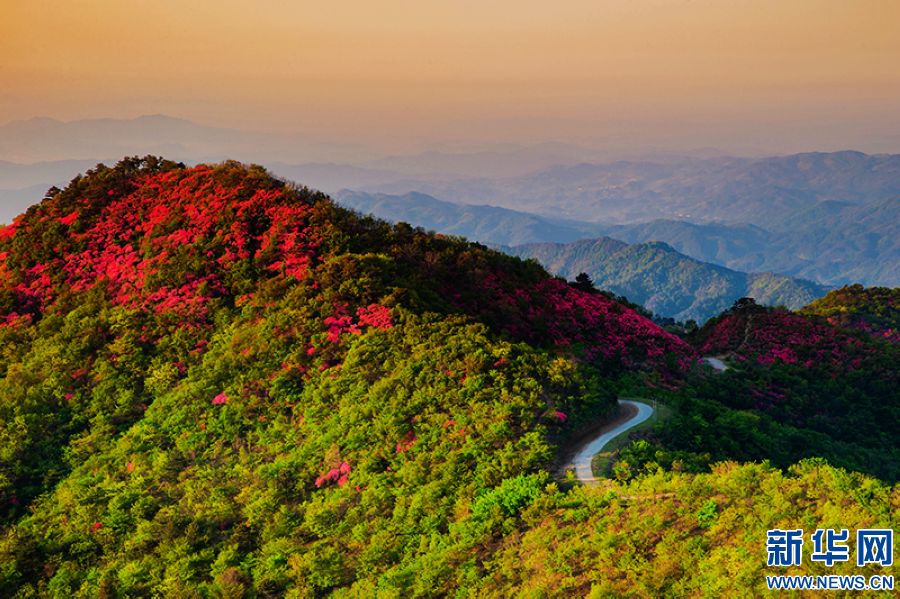 信阳新县：莫道春不在 杜鹃花已开