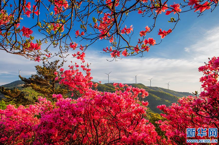 信阳新县：莫道春不在 杜鹃花已开