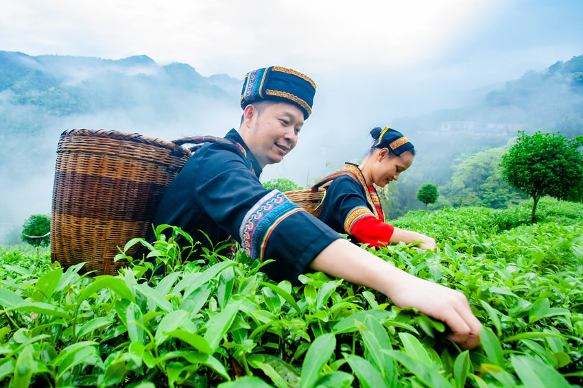 春光无限好 广西瑶乡采茶忙