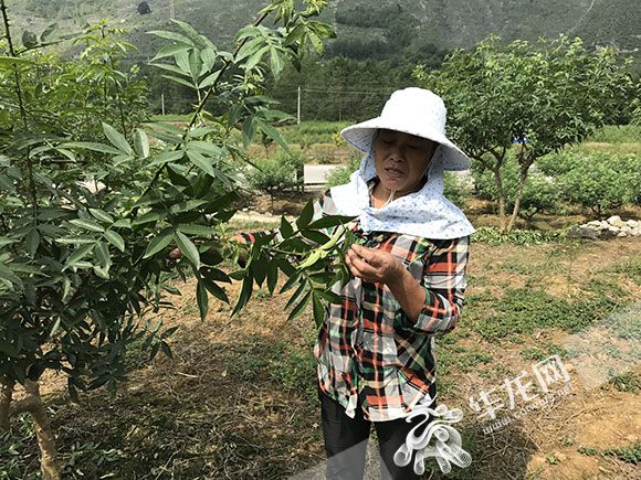 【区县联动】【酉阳】酉阳：小小青花椒助村民脱贫过上“麻辣”生活【区县联动 二级界面】小小青花椒种出的“麻辣”生活