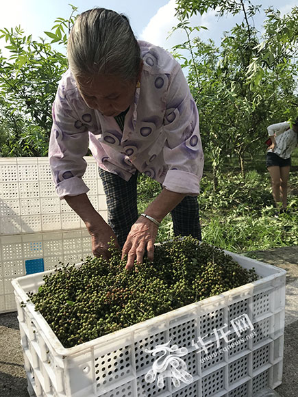 【区县联动】【酉阳】酉阳：小小青花椒助村民脱贫过上“麻辣”生活【区县联动 二级界面】小小青花椒种出的“麻辣”生活