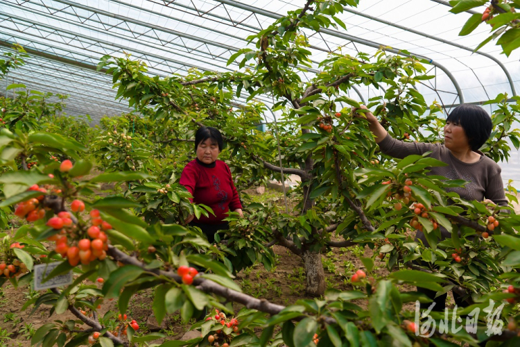 唐山迁西：调整产业结构 特色农业种植面积达3.9万亩