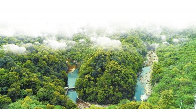 河南长出北亚热带最北天然常绿阔叶林