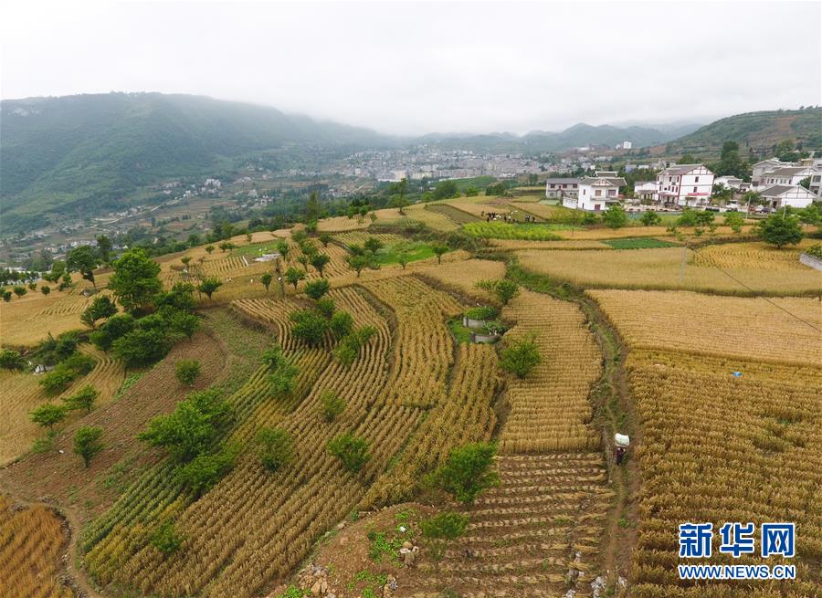 贵州大方：山区小麦获丰收