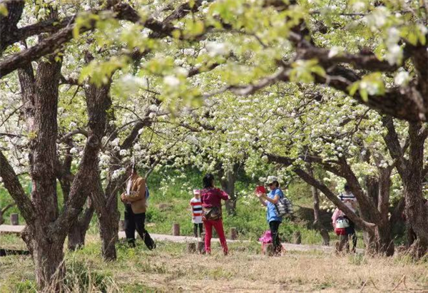 （加急）4月24日2021千山梨花节系列活动启幕_fororder_图片1