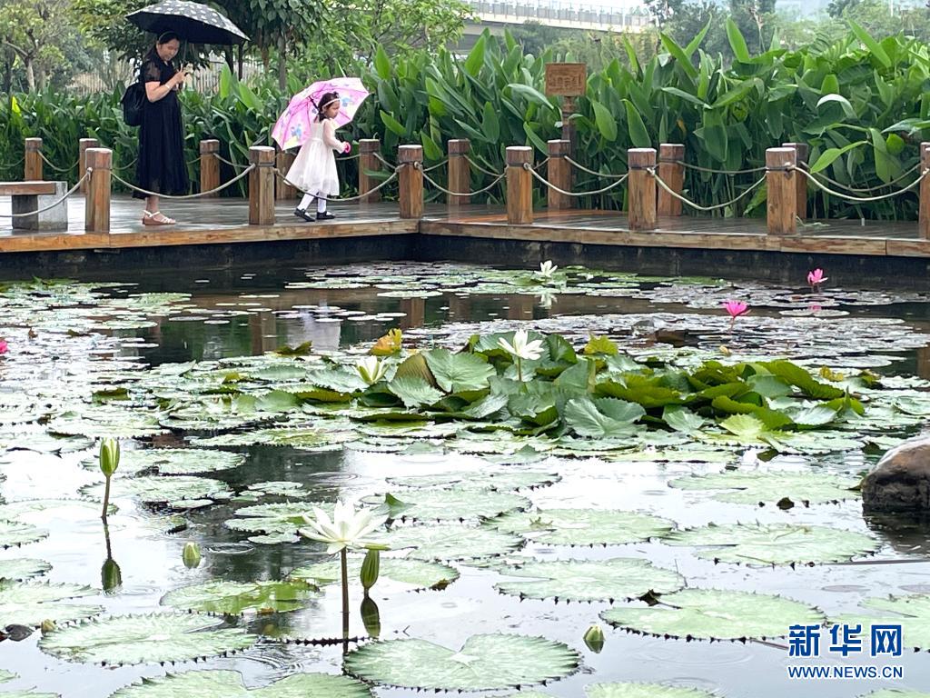 立夏湿地花木荣