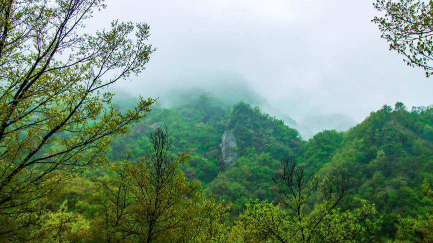 洛阳汝阳：杜鹃花开映山红