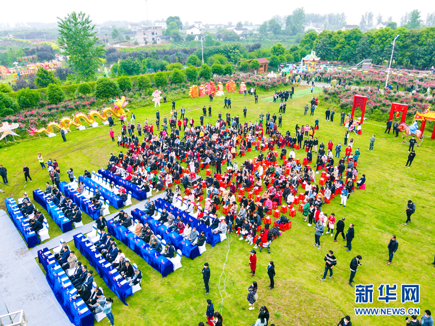 月季花开醉游人 乡村旅游热起来