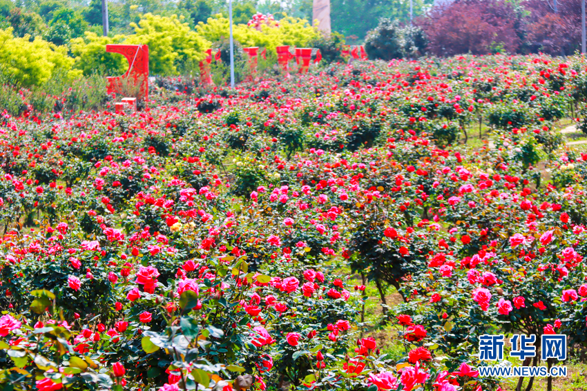 月季花开醉游人 乡村旅游热起来