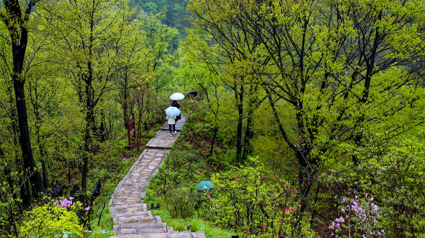 洛阳汝阳：杜鹃花开映山红