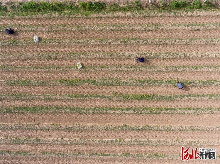 河北广宗：种植芦笋带动农民致富增收