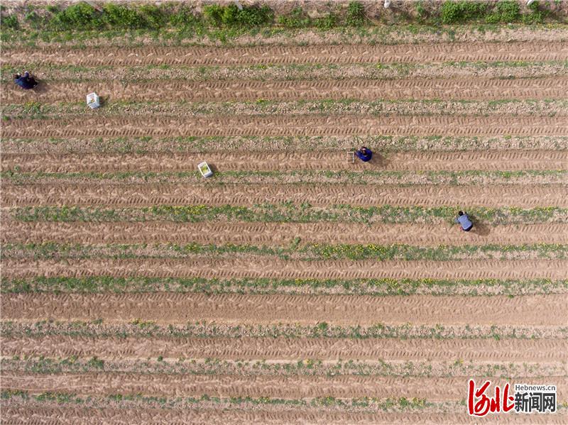 河北广宗：种植芦笋带动农民致富增收