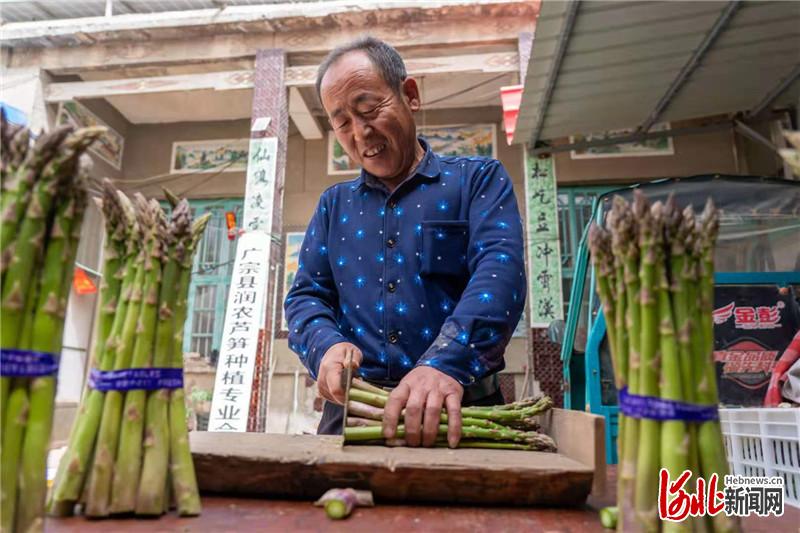 河北广宗：种植芦笋带动农民致富增收