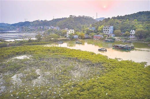 壮乡生态美 山海百鸟欢