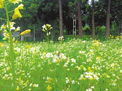 “变色龙”油菜花成特色园林景观