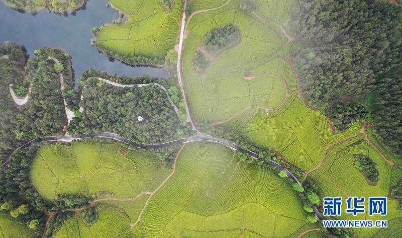 湖北鹤峰：茶海连天景如画