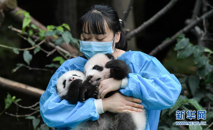 成都：今年新生大熊猫宝宝集体亮相