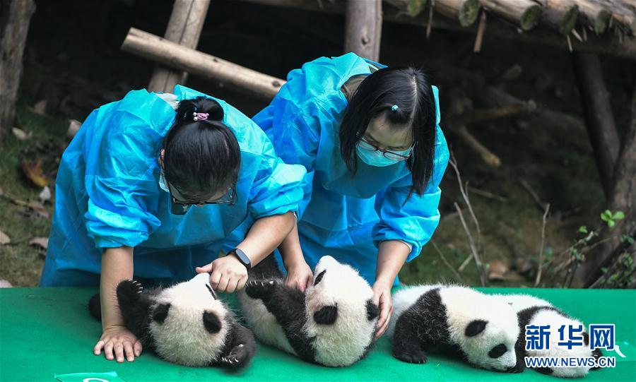 成都：今年新生大熊猫宝宝集体亮相